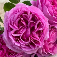 ЛІЛАК ТОПАЗ( Lilac Topaz) 