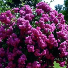 РОЗЕНГАРТЕН ЦВАЙБРЮКЕН( Rosengarten Zweibrucken)