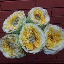 ЛЕМОН ЗЕСТ (Lemon Zest) 