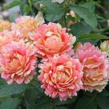 РОЗ ДЕ ЦИСТЕРСЬЕН  (Rose des Cisterciens) 