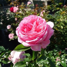 ЛЯ РОЗ ДЕ МОЛІНАР (La Rose de Molinard) 