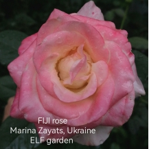 ФІДЖИ (Fiji) 