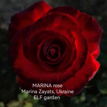 МАРИНА (Marina) 