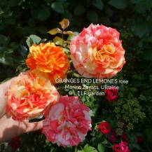 ОРАНЖ ЕНД ЛЕМОН (Oranges end Lemones) 