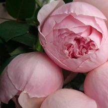 ПІОНІ ПІНК (Peony Pink) 