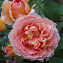 АБРАХАМ ДЕРБІ ( Abraham Darby) 