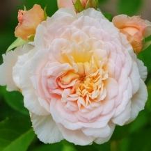 ЕМІЛІ БРОНТЕ (Emily Bronte) 