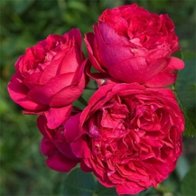 РЕД ЕДЕН РОУЗ  (Read Eden Rose) 