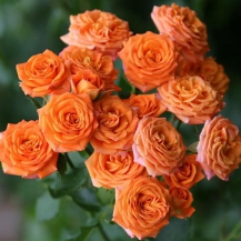 ОРАНЖ БЕБІ (Orange baby) 