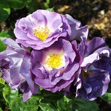 БЛУ ФО Ю  (Blue for you) 